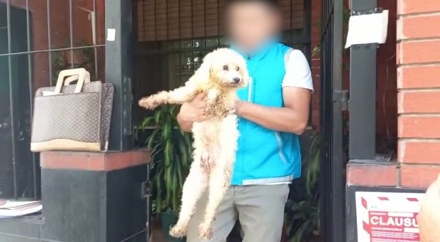 Liniers: rescataron 17 caniches de un criadero ilegal de perros