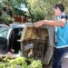 Nueva Pompeya: rescataron un mono carayá en cautiverio