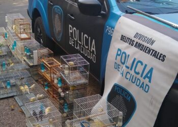 Rescatan 65 aves autóctonas en cautiverio en Coghlan