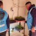 Desbarataron el laboratorio de «La Farmacéutica», una mujer que producía y vendía sustancias medicinales con cannabis sin autorización