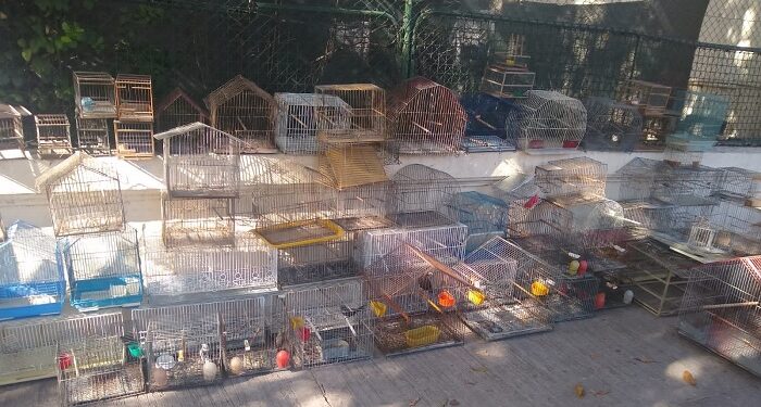 Secuestran Cardenales, canarios y cotorras en Liniers