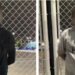 Detienen a cinco ladrones y recuperan 35 celulares robados en el recital de Tan Biónica