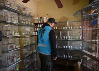 Villa Luro: rescataron 65 aves hacinadas en un criadero ilegal