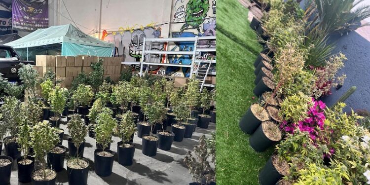 Cayeron los narcos de los «dulces mágicos»