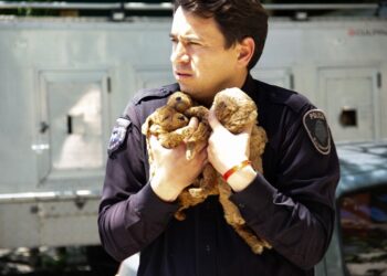 Flores: 57 Caniches Toy rescatados durante un operativo por un criadero ilegal