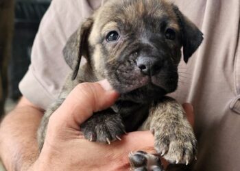 Rescatan cachorros en condiciones de maltrato que eran vendidos ilegalmente en Pompeya
