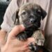 Rescatan cachorros en condiciones de maltrato que eran vendidos ilegalmente en Pompeya