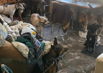 Rescataron 18 gatos y 15 perros en dos allanamientos