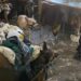 Rescataron 18 gatos y 15 perros en dos allanamientos