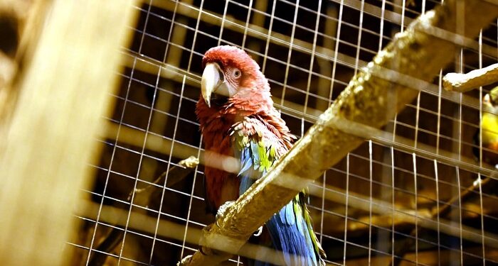 La Policía de la Ciudad rescató aves exóticas en Almagro
