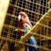La Policía de la Ciudad rescató aves exóticas en Almagro